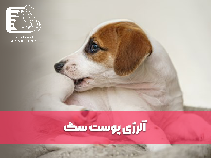 آلرژی پوست سگ